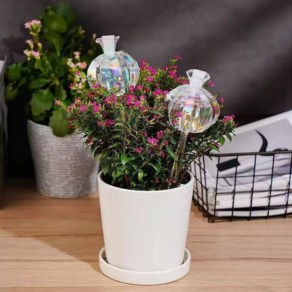 24cm Cactus Self Watering Bulb - đánh giá và giá Self Watering Insert